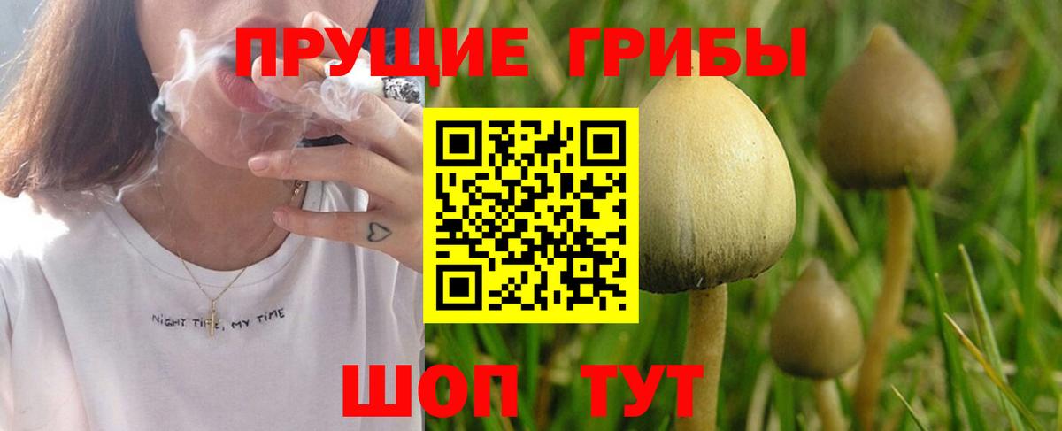 Галлюциногенные грибы Psilocybine cubensis  Галлюциногенные грибы прущие грибы  Вход с VPN  Ипатово 